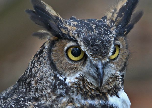 World Bird Sanctuary preparing for an open house